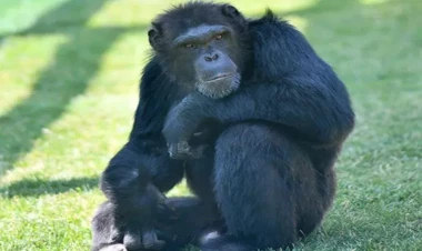 Şimpanzelər təbii antibiotiklərdən istifadə edirlərmiş – Oksford alimləri üzə çıxardılar