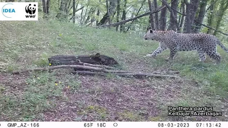 Kəlbəcər meşəsində bəbir göründü