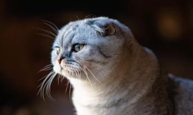 Scottish Fold pişiyinin sağlamlıq problemləri