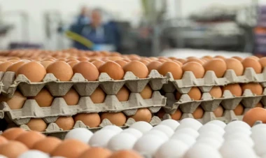 Azərbaycanda yumurta bahalaşacaq?