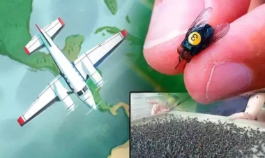 Hər həftə Panamaya 15 milyon qısırlaşdırılmış milçək buraxılır - ABŞ-ın xəstəliklə qəribə mübarizə üsulu