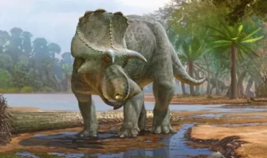 Yeni nəhəng dinozavr növü aşkarlandı