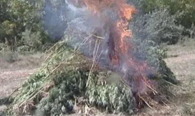 Qubada 2 ton 378 kq çətənə kolu yandırma yolu ilə məhv edilib