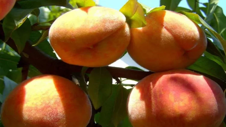 Şaftalının orqanizmə saymaqla bitməyən faydaları