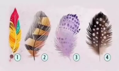 Lələklərdən birini seçin, yaşam missiyanızı anlayın