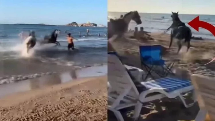 Türkiyədə atlar çimərlikdəki insanlara dəhşət yaşatdılar