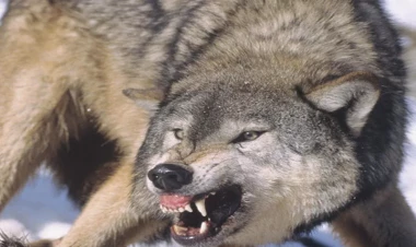 Bakıda canavar görüldü - İDDİA - VİDEO