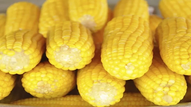 Qarğıdalı saçaqlarını dəmləyib için - Bu dərdə  çarədir