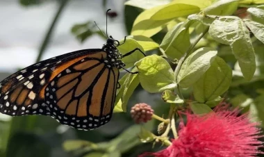 Ən nadir kəpənək - FOTOlar