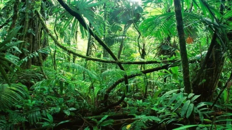 Meşədən insan skeletləri tapıldı - FOTO