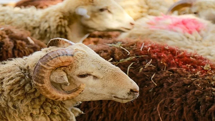 Bu gün Azərbaycanda Qurban bayramı qeyd olunur