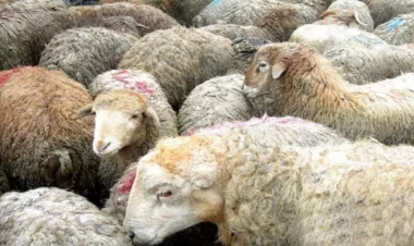 Bayramqabağı mal bazarında vəziyyət: Dana 2 000, quzu 500, dəvə 6 000 manatdır