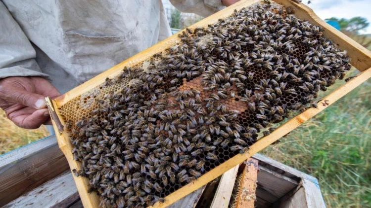 Qaxda yanğın - 18 yeşik arı ailəsi məhv oldu