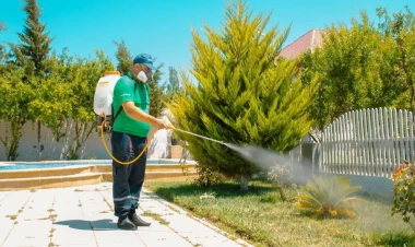 Bağ istirahətinə mane olan səbəblər - FOTO