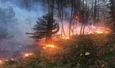 İranın 4 əyalətində meşə yanır