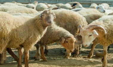 Qurban bayramında hansı heyvanları şərikli kəsmək olar? - AÇIQLAMA