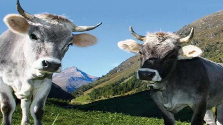 Azərbaycanda heyvanların öd daşı qızıl qiymətinə satılır