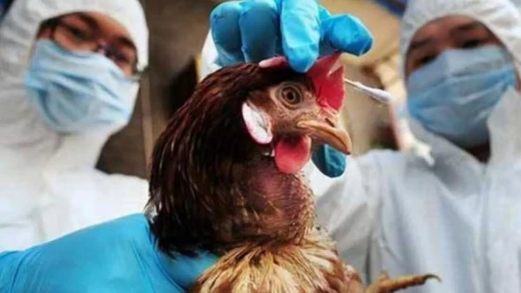 Quş qripi artıq uşaqları hədəfə alır: Çin və Hindistandan qorxulu açıqlama