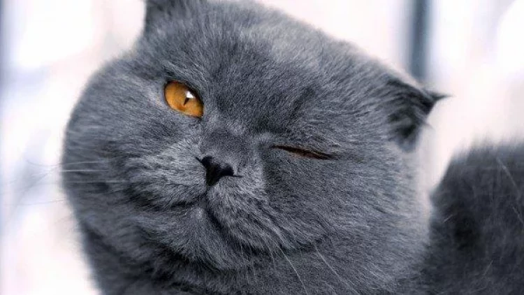 British Shorthair pişiyinin ömrünü uzatmaq üçün vacib olan amillər