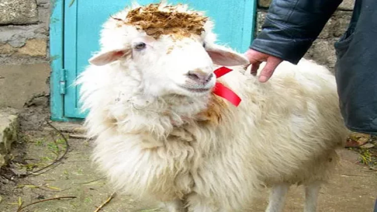 Qurbanlıq heyvan alarkən bunlara diqqət edin - VACİB TÖVSİYƏLƏR