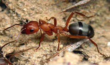 Duz qarışqalarla mübarizədə effektivdirmi?