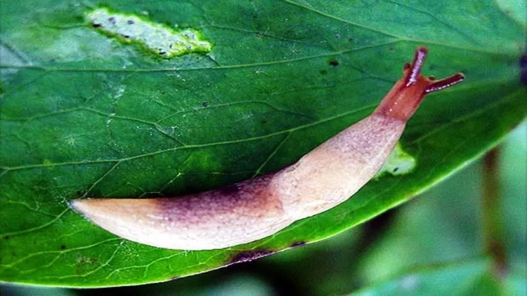 İlbizlər səsverməyə mane oldular