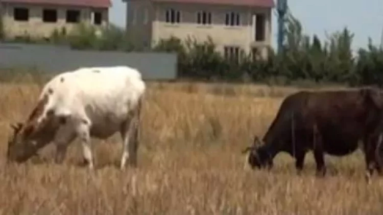 Şəmkirdə bir saatda 36 baş inək tələf oldu