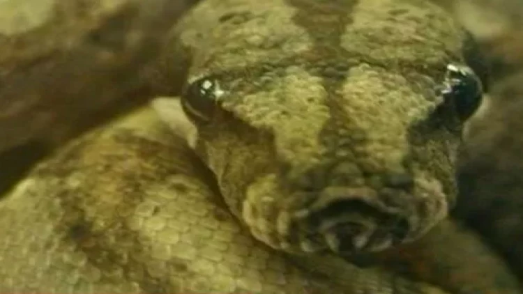 İndoneziyada ilan 45 yaşlı qadını uddu