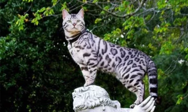 Benqal pişiyini saxlamaq neçəyə başa gəlir?