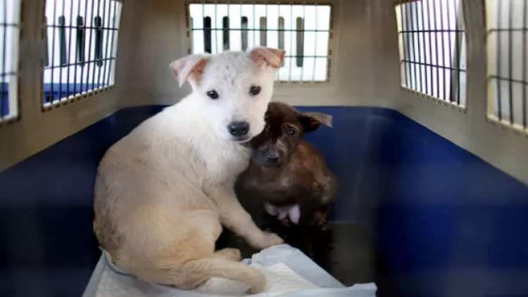 İtlər musiqiyə necə reaksiya verir?