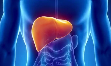 Qaraciyər 500 funksiya yerinə yetirir - Həkim