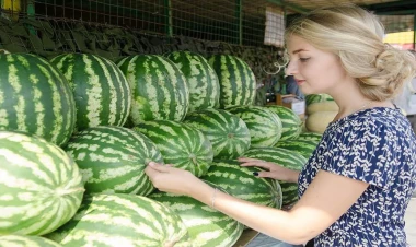 Mövsümündə satılmayan qarpız haradan gətirilir? - VİDEO