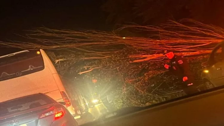 Bakıda külək ağacları aşırdı -  FOTOlar