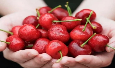 May yağışının fəsadları: Gilas bahalaşacaq? - VİDEO