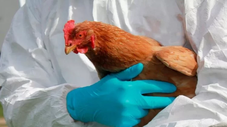 Quş qripi ilə bağlı bəzi məhdudiyyətlər aradan qaldırıldı