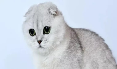 Scottish Fold pişiyinizin ömrünü uzatmaq üçün vacib olan qaydalar