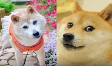 Dünyanın ən məşhur iti  öldü