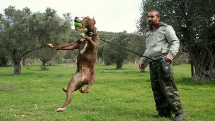 Pitbul itlərinin düzgün təlim qaydaları