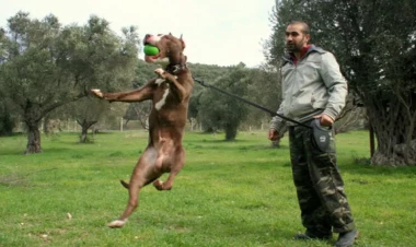 Pitbul itlərinin düzgün təlim qaydaları