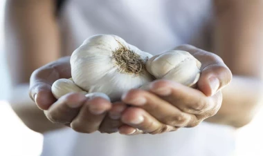 Sarımsağı belə yetişdirin – Alma boyda olacaq