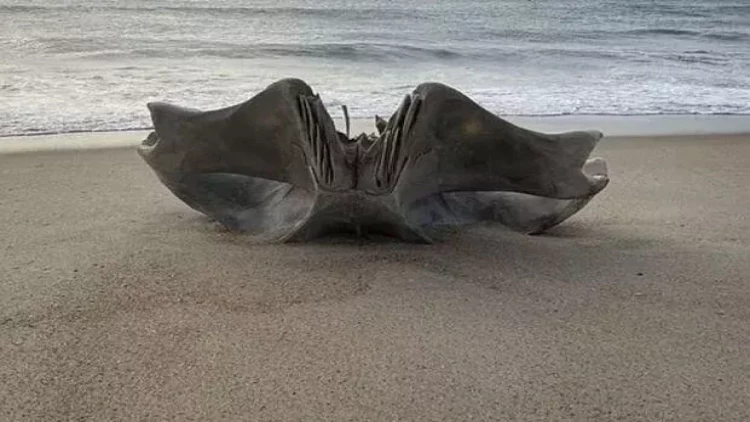 Sahildə 40 ton çəkisi, 18 metr uzunluğu olan məxluqun kəlləsi tapıldı - FOTO