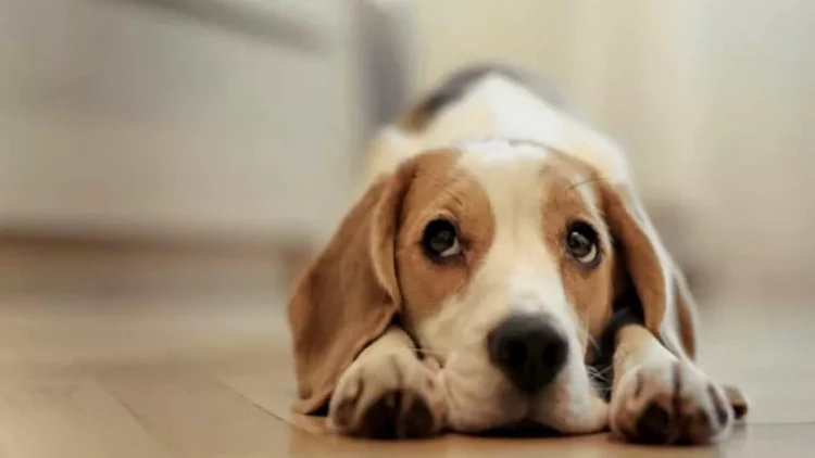 İtlərin stressdə olduğunu göstərən əlamətlər