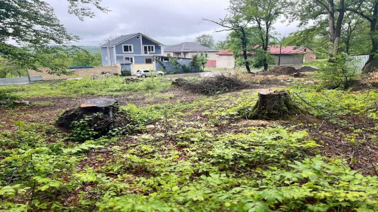 Qusarda vəzifəli şəxslərə cinayət işi açıldı - Meşəni satıblar - FOTOlar