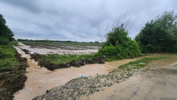 Qeyri-sabit hava kənd təsərrüfatına ziyan vurub? – YENİLƏNİB