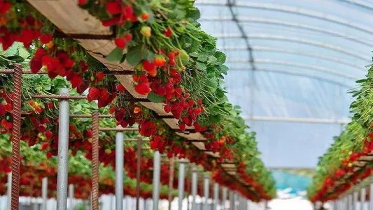 Fermerlər şikayətçidirlər: “Heç sahədə işləyən fəhlənin pulu deyil”