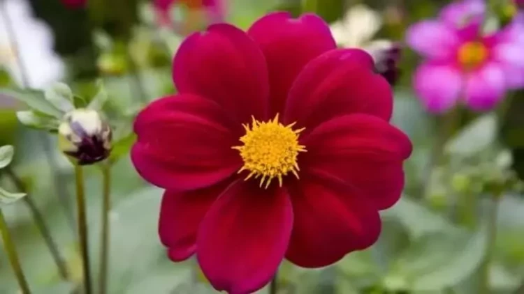 Yuxuda çiçək görmək nə vəd edir? – Gözəllik və inkişaf