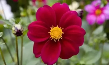 Yuxuda çiçək görmək nə vəd edir? – Gözəllik və inkişaf