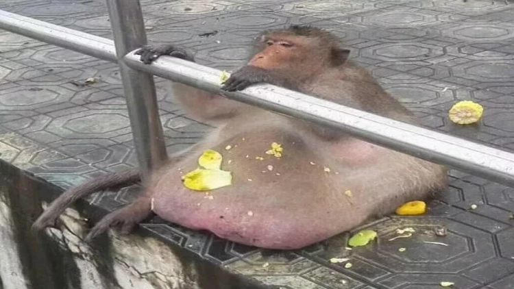 Dünyanın ən kök meymunu öldü