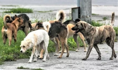 Xırdalanda sahibsiz itlər qadına hücum etdilər - ANBAAN VİDEO