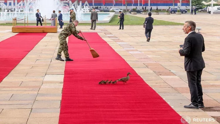 Liderlərdən qabaq qırmızı xalçadan ördəklər keçdi